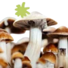 penis envy mushrooms