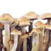 magic mushrooms